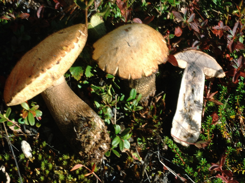 Specie interessanti dalla Lapponia 3 alcune boletaceae